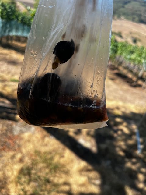 Durchsichtiger Beutel mit hundert zerdrückten dunklen Beeren, gegen den Rebberg gehalten
