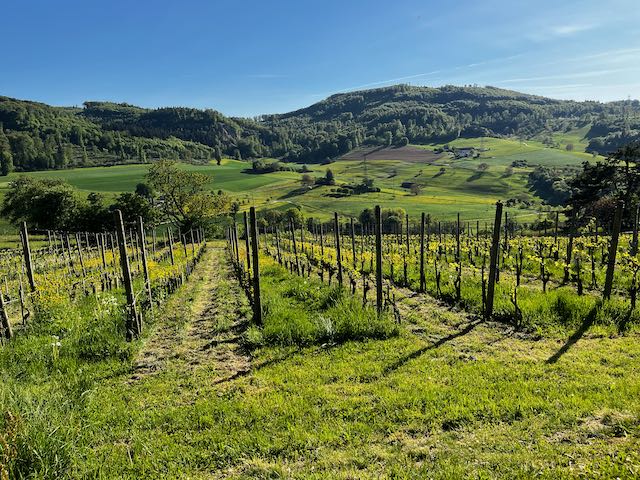 Der Rebberg «Auf Offenburg» im April 2026