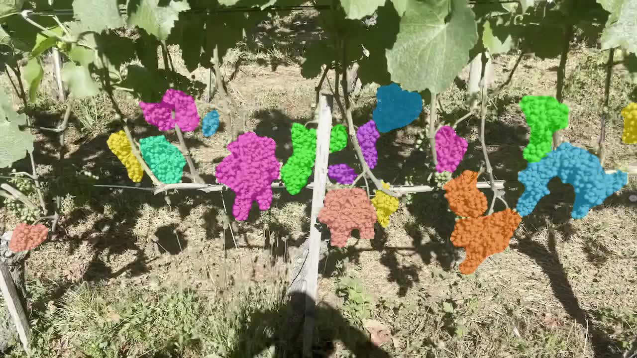 Rebzeile mit Trauben, jede Traube von der KI in einer eigenen Farbe markiert